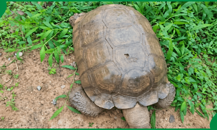 The 420-year-old tortoise known as Baba