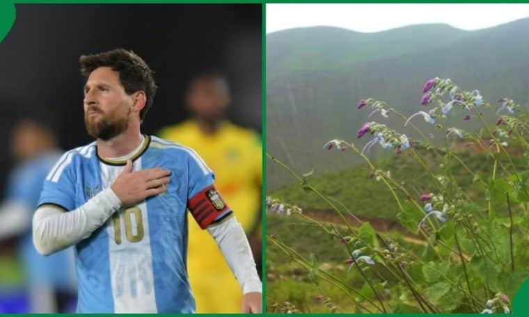 Lionel Messi and Salvia messii
